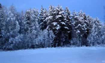 Skog